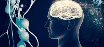 i̇nsan beyninin enerji tuketimi neden bu kadar yuksek